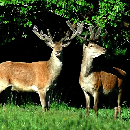 Sheans By Trident Homes Killarney